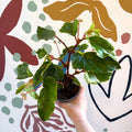 Begonia odetheiantha 'Venezuelan Form' - Welsh Grown - Sprouts of Bristol