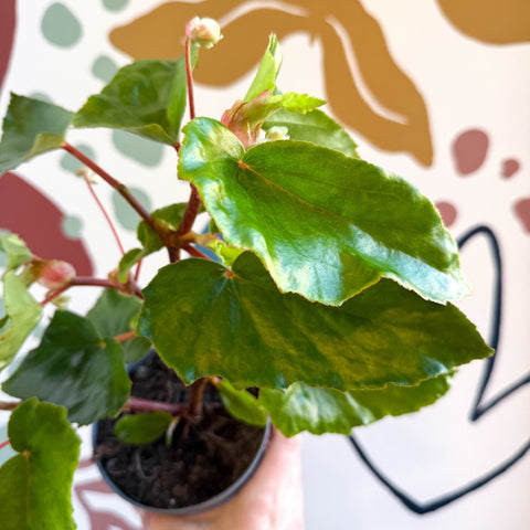 Begonia odetheiantha 'Venezuelan Form' - Welsh Grown - Sprouts of Bristol
