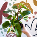 Begonia odetheiantha 'Venezuelan Form' - Welsh Grown - Sprouts of Bristol