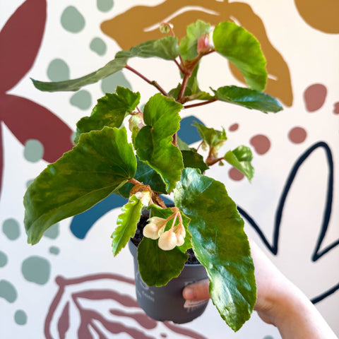 Begonia odetheiantha 'Venezuelan Form' - Welsh Grown - Sprouts of Bristol