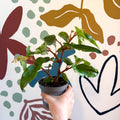 Begonia odetheiantha 'Venezuelan Form' - Welsh Grown - Sprouts of Bristol