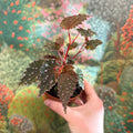 Begonia palmata ‘D Don’ - Sprouts of Bristol