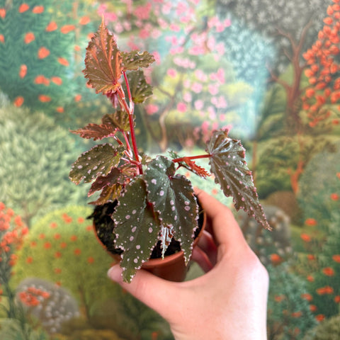 Begonia palmata ‘D Don’ - Sprouts of Bristol