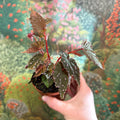 Begonia palmata ‘D Don’ - Sprouts of Bristol
