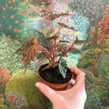 Begonia palmata ‘D Don’ - Sprouts of Bristol