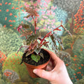 Begonia palmata ‘D Don’ - Sprouts of Bristol