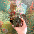Begonia palmata ‘D Don’ - Sprouts of Bristol