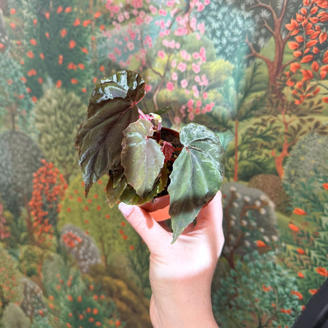 Begonia pavonina - Sprouts of Bristol