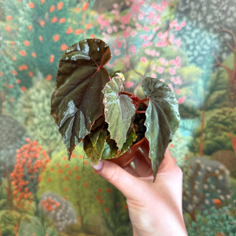 Begonia pavonina - Sprouts of Bristol