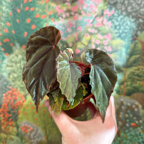 Begonia pavonina - Sprouts of Bristol
