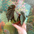 Begonia pavonina - Sprouts of Bristol