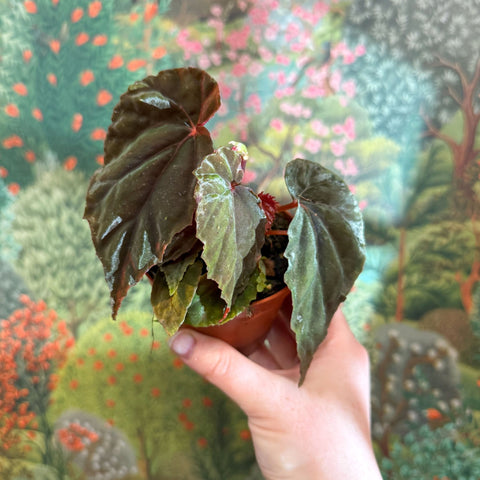 Begonia pavonina - Sprouts of Bristol