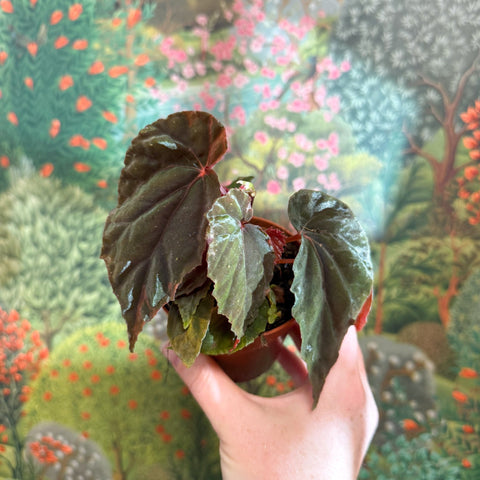Begonia pavonina - Sprouts of Bristol