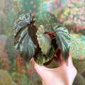 Begonia pavonina - Sprouts of Bristol