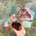 Begonia ‘Pink Panther’ - Sprouts of Bristol