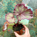 Begonia ‘Pink Panther’ - Sprouts of Bristol