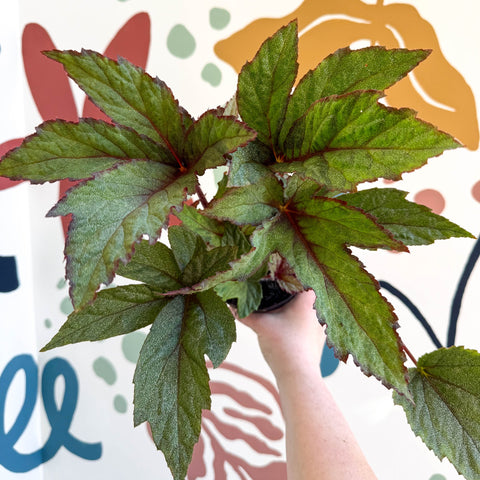 Begonia 'Pollux' - Welsh Grown - Sprouts of Bristol