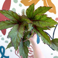 Begonia 'Pollux' - Welsh Grown - Sprouts of Bristol