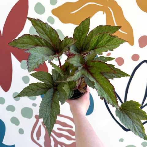 Begonia 'Pollux' - Welsh Grown - Sprouts of Bristol