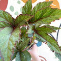 Begonia 'Pollux' - Welsh Grown - Sprouts of Bristol
