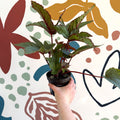 Begonia 'Pollux' - Welsh Grown - Sprouts of Bristol