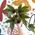 Begonia 'Pollux' - Welsh Grown - Sprouts of Bristol