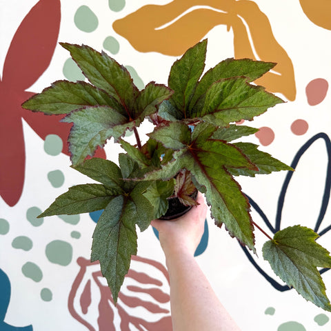 Begonia 'Pollux' - Welsh Grown - Sprouts of Bristol
