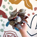 Begonia rex 'Bolero' - Sprouts of Bristol