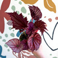 Begonia rex 'Cool Dandy' - Welsh Grown - Sprouts of Bristol
