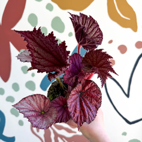 Begonia rex 'Cool Dandy' - Welsh Grown - Sprouts of Bristol
