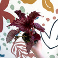 Begonia rex 'Cool Dandy' - Welsh Grown - Sprouts of Bristol