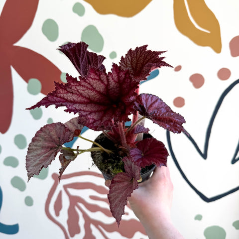 Begonia rex 'Cool Dandy' - Welsh Grown - Sprouts of Bristol