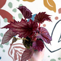 Begonia rex 'Cool Dandy' - Welsh Grown - Sprouts of Bristol