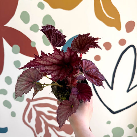Begonia rex 'Cool Dandy' - Welsh Grown - Sprouts of Bristol