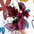 Begonia rex 'Cool Dandy' - Welsh Grown - Sprouts of Bristol