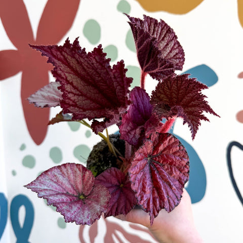 Begonia rex 'Cool Dandy' - Welsh Grown - Sprouts of Bristol