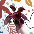 Begonia rex 'Cool Dandy' - Welsh Grown - Sprouts of Bristol