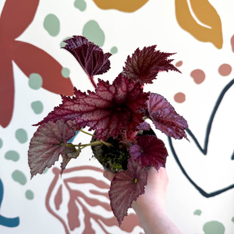 Begonia rex 'Cool Dandy' - Welsh Grown - Sprouts of Bristol