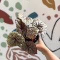 Begonia rex 'Dewdrop' - Welsh Grown - Sprouts of Bristol
