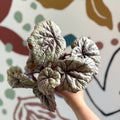 Begonia rex 'Dewdrop' - Welsh Grown - Sprouts of Bristol
