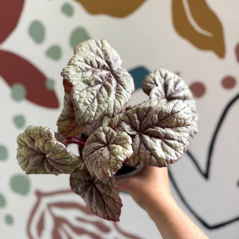 Begonia rex 'Dewdrop' - Welsh Grown - Sprouts of Bristol