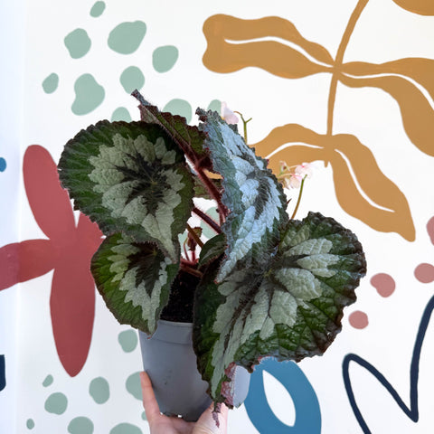 Begonia rex 'Emerald Giant - Welsh Grown - Sprouts of Bristol