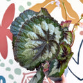 Begonia rex 'Emerald Giant - Welsh Grown - Sprouts of Bristol