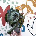 Begonia rex 'Emerald Giant - Welsh Grown - Sprouts of Bristol