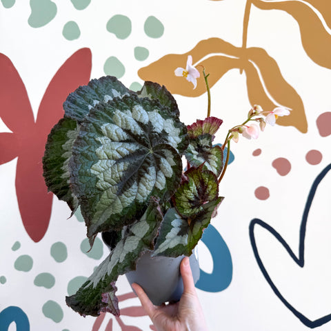 Begonia rex 'Emerald Giant - Welsh Grown - Sprouts of Bristol