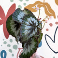Begonia rex 'Emerald Giant - Welsh Grown - Sprouts of Bristol