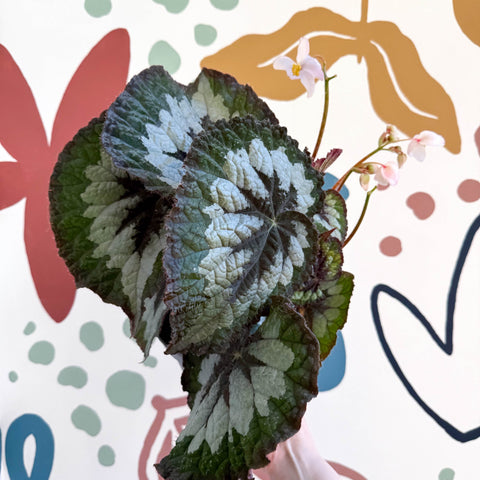 Begonia rex 'Emerald Giant - Welsh Grown - Sprouts of Bristol