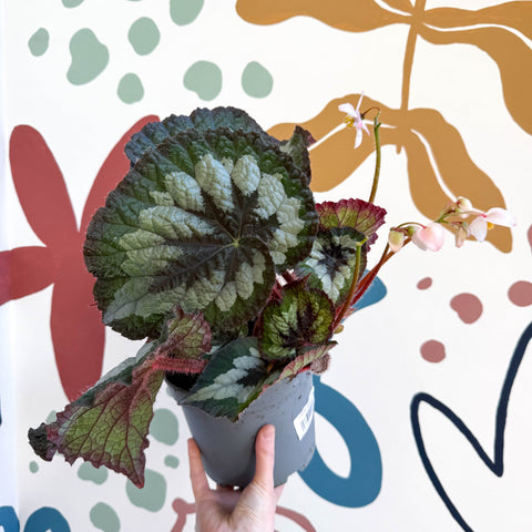 Begonia rex 'Emerald Giant - Welsh Grown - Sprouts of Bristol