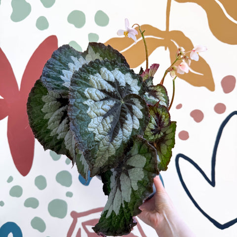 Begonia rex 'Emerald Giant - Welsh Grown - Sprouts of Bristol