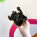 Begonia rex ‘Escargot Black Jungle’ - Sprouts of Bristol